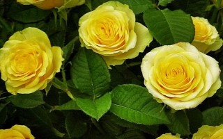 金玫瑰有什么花语，代表爱情、亲情和友情