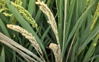 常农粳16号水稻种简介,每亩栽插1.8万穴