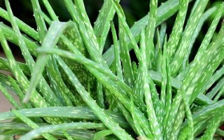 办公桌上适合放哪些绿植，可以选择绿萝、吊兰、豆瓣绿等