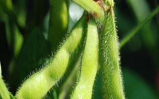 中豆66大豆种简介,高肥力地块4万株
