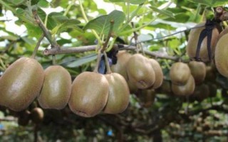 猕猴桃夏季怎么管理，病虫梢、徒长枝要及时剪除