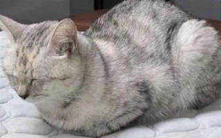 家庭养猫可以使用蚊香吗,短时间摄入过量菊酯会出现中毒症状