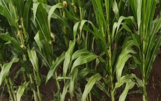 同玉608玉米种子介绍，中抗穗腐病