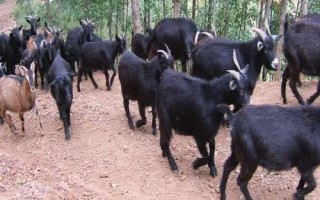 河南省修武县的特产,海蟾宫松花蛋是传统特产