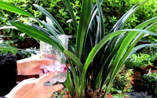 墨兰换盆后需要立马浇水吗，换盆后要立马浇水