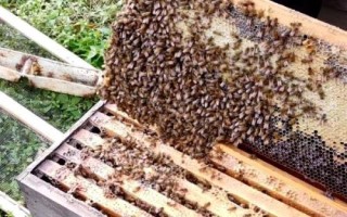 越冬蜂几月份饲喂效果较好,越冬前1-2周进行饲喂最好