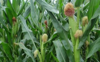 九粟720玉米种简介，4月下旬至5月上旬播种