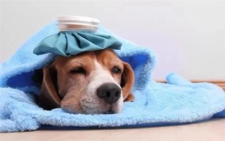 人感冒会不会传染给狗，通常不会传染给狗。