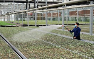 夏季蔬菜育苗要注意什么，及时分苗间苗可让秧苗更粗壮