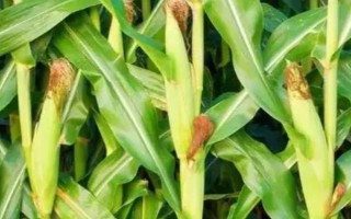 西南地区适合种植的玉米品种，常见的有鄂玉10号、强硕168等