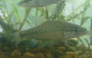 麦穗鱼在鱼缸里好养吗，适合在鱼缸内养殖