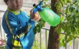 幸福树开花的寓意，寓意着吉祥如意