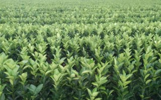 有哪些好的橙子树苗品种，可选择湖北秭归脐橙、江西赣南脐橙等