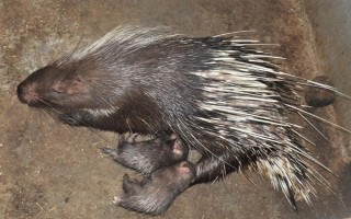 养殖豪猪的优势,其抗病能力强且劳力投入少