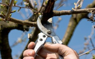 油桃树的剪枝方法，生长发育的前期以造型修剪为主