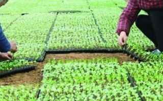 油菜如何顺利过冬，寒流过后要及时查苗