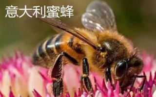 蜜蜂的价格,蜂种不同售价也会有所区别