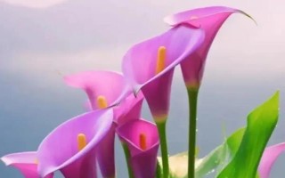 马蹄莲的风水作用，一般象征着吉祥如意