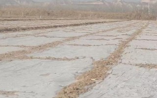 小麦种晚了覆盖塑料膜有没有用，可提高土温让小麦安全越冬