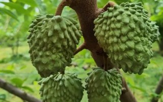 适合秋冬吃的水果有哪些，有苹果、释迦果、冬枣等