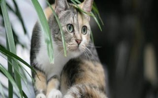 猫咪走路走不稳的原因,可能是关节受伤了或胡子被剪掉了
