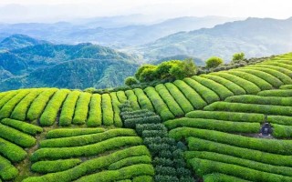 中国有哪十大茶叶品牌，西湖龙井、洞庭碧螺春等品牌榜上有名