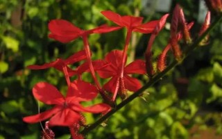 蓝雪花的花语,寓意冷淡、忧郁等