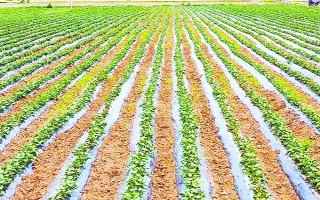 红薯种植如何翻秧，在水分充足的情况下红薯需要翻藤