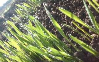 定丰18号小麦品种简介,3月中下旬播种