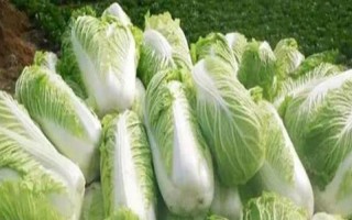 白菜的生长周期是多久，是55-100天左右