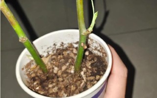 银柳能直接插土里吗，可以插土里进行扦插繁殖