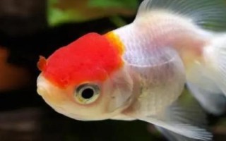 金鱼品种有哪些，可分为草种、文种、龙种、蛋种