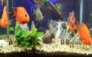 金鱼喜欢阳光还是阴凉，总体上金鱼是比较喜阴的