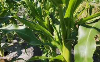 五谷8818玉米品种简介，平均生育期134-136天