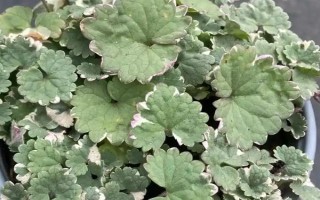 怎么养金钱薄荷，水养一定要保持水质清洁