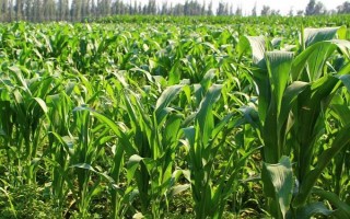 君达6号玉米种子简介，中抗大斑病