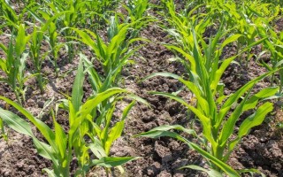 五瑞605玉米种子特点，并注意防治