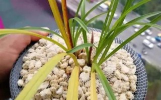 惠兰的养殖方法，按照不干不浇、浇则浇透的原则提供水分