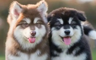 阿拉斯加雪橇犬的训练方法，使用特定语气加上手势动作可让它听话