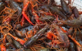养殖的小龙虾是不是比野生的干净，人工养殖的水质条件更好
