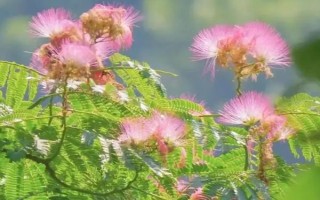 合欢花的产地，原产地为我国长江、黄河及珠江流域