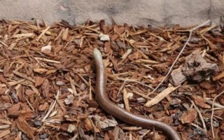 帝王蛇蜥有毒吗，是无毒的动物