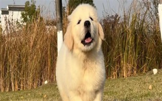 纯种金毛的特征，眼睛呈深棕色、头骨较宽微呈拱形