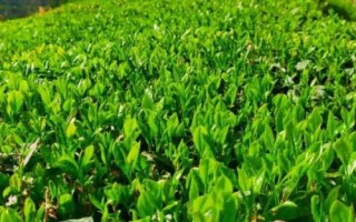 青黛的种植方法，播种前需浸种