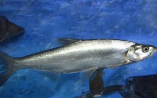 鲚鱼简介，广泛分布于渤海、黄海