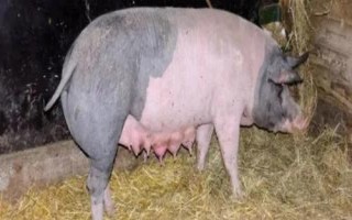 如何判断母猪流出的是不是胎粪，胎粪的颜色通常呈黑绿色