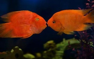 鹦鹉鱼一直待在角落的原因，水温水质不佳、水中氧气不足等因素均会导致