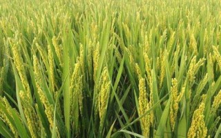 中佳早16水稻种简介,重点防治纹枯病和白背飞虱