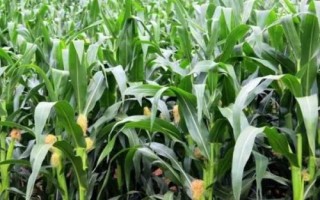 延科12号玉米种简介,适宜播种期4月中下旬