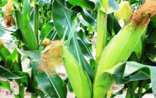 吉单56玉米种子特点，4月下旬至5月上旬播种